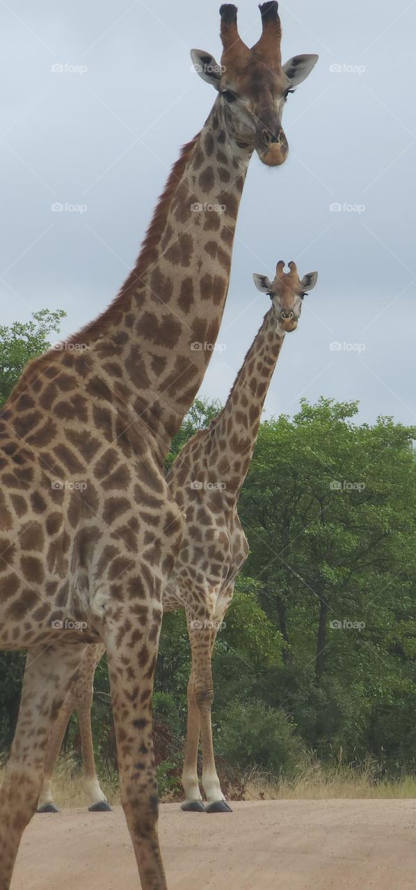 Giraffes x 2