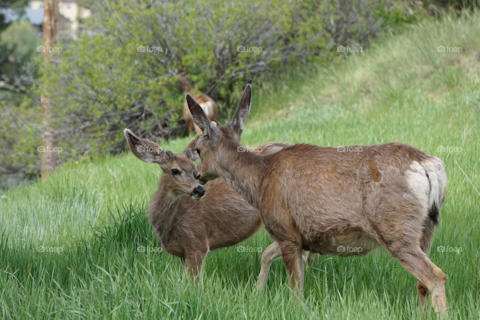 Two mule deer in a field