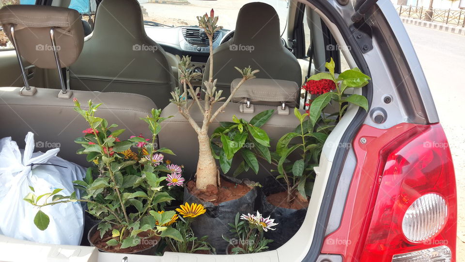 car garden