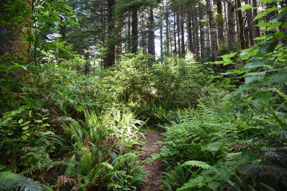 Oregon trail 2