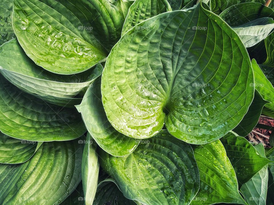 Big green hosta leaves 