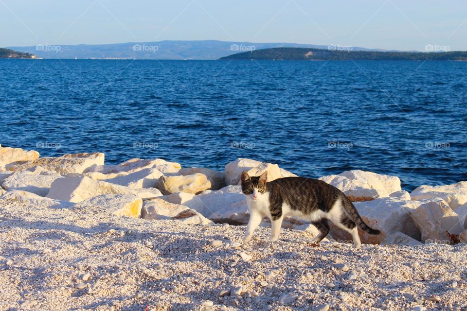 Cats  even though they dont' like water, enjoy walking by the sea