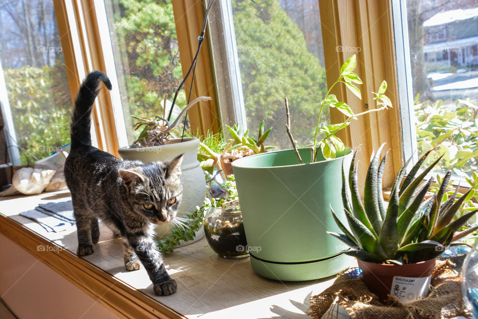 A kitten explores the window filled with plants one morning 