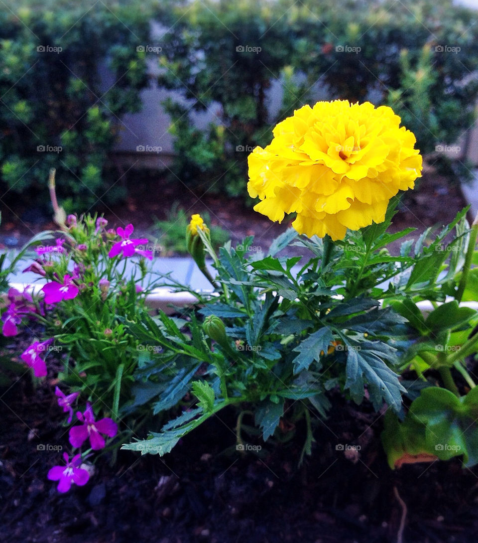 yellow flower purple plant by mrpicasso2