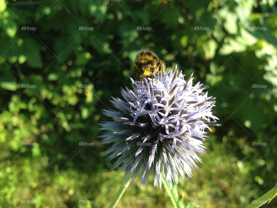 Bumblebee Humla Bomba