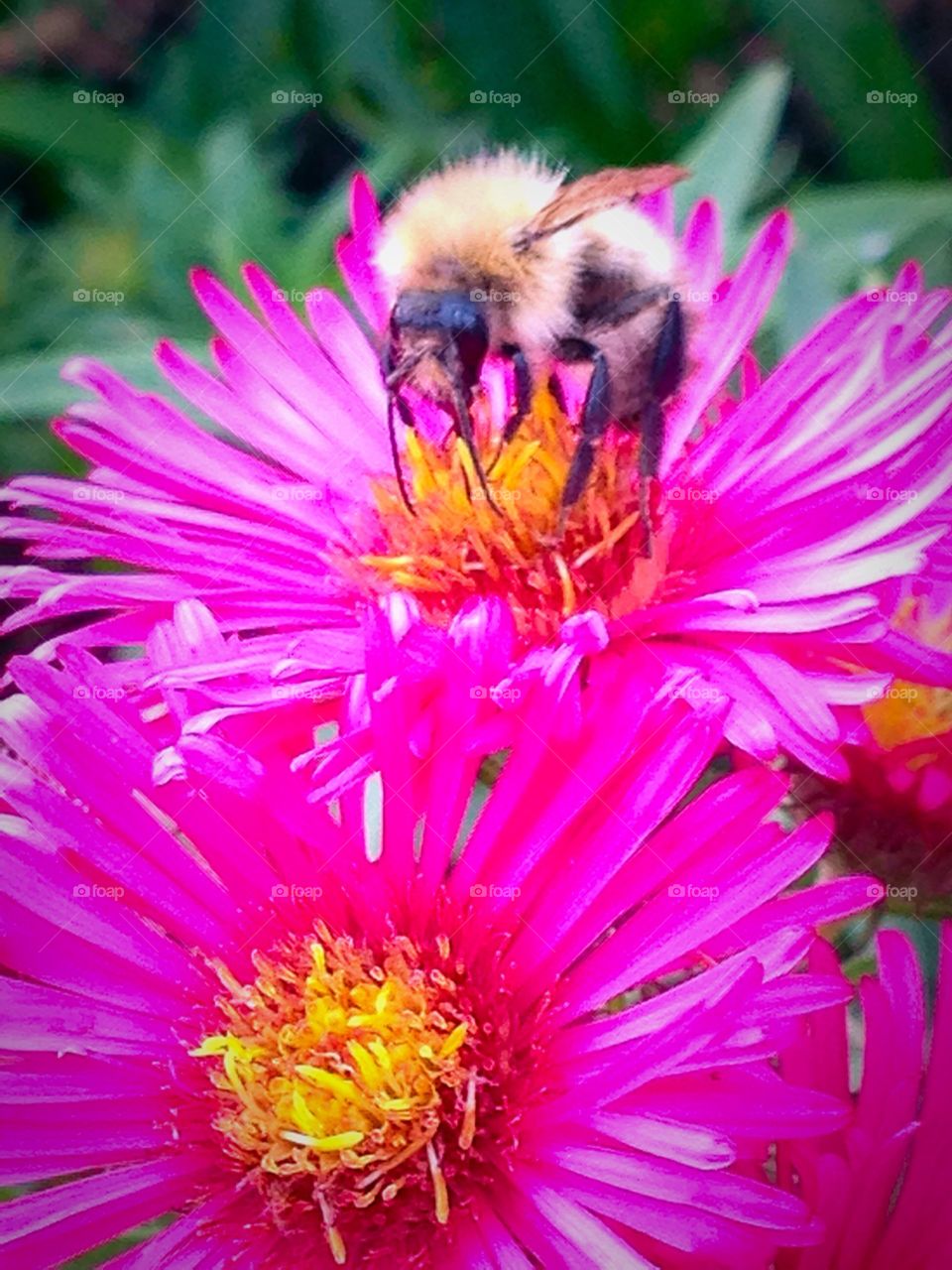 White dense hairy body bumblebee in England collecting pollen on a pink flower 