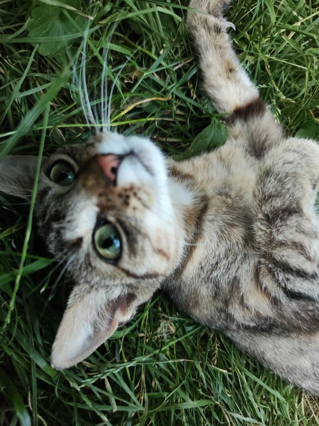 cat 3