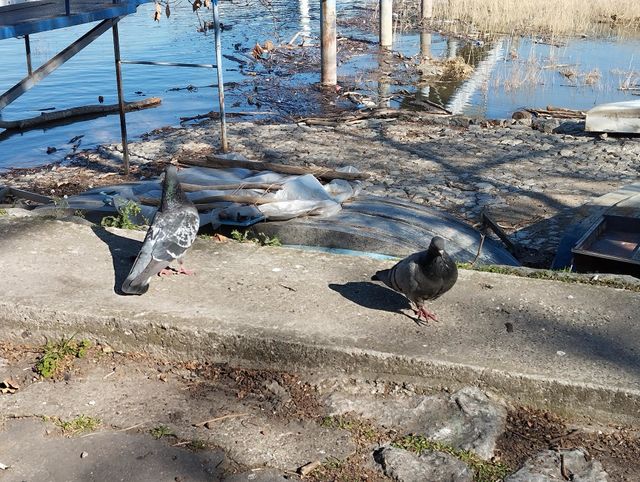 Birds