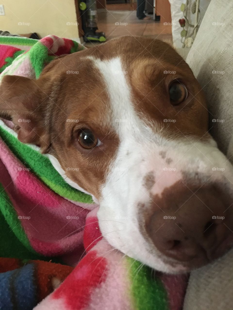 Beautiful rescue dog in a blanket 