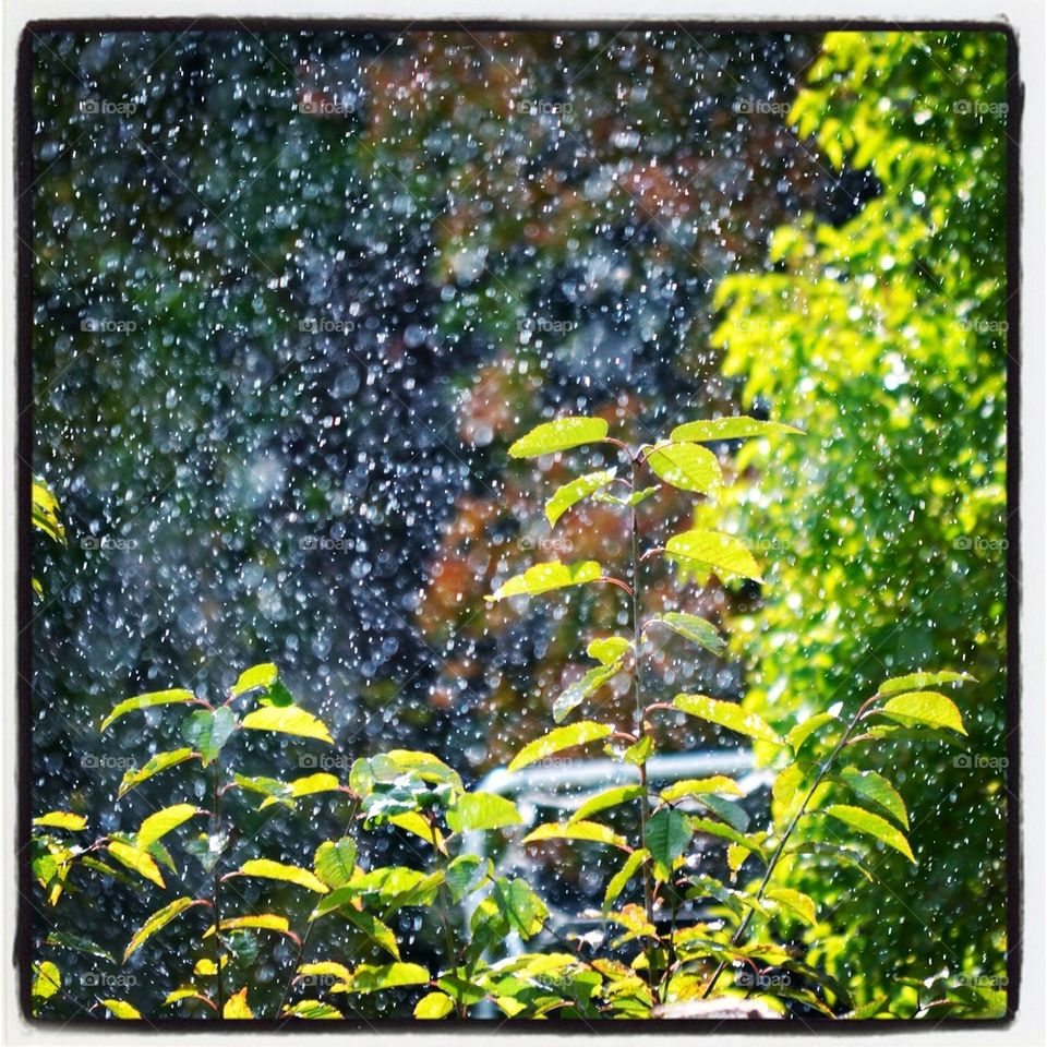 Summer rain