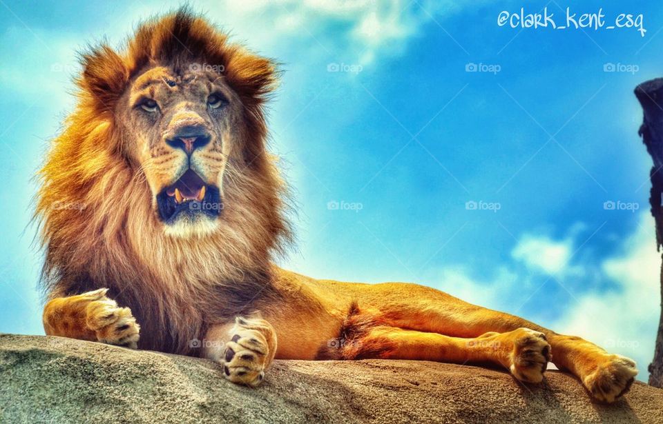 "I am Lion. Here me roar..."