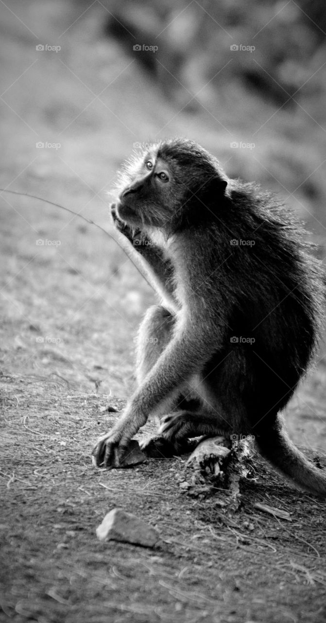 Thinking about Human