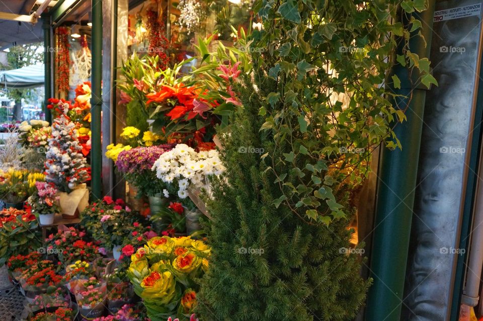 Winter Flower Market