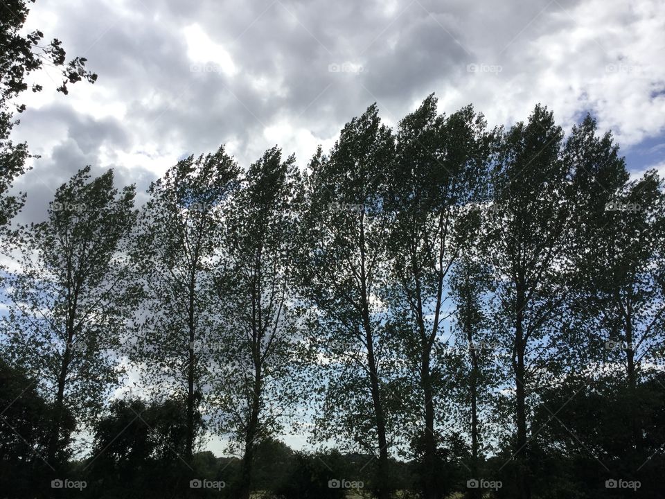 Tall trees on a cloudy day
