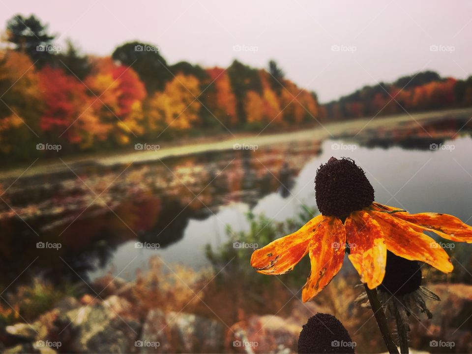 Flower in autumn