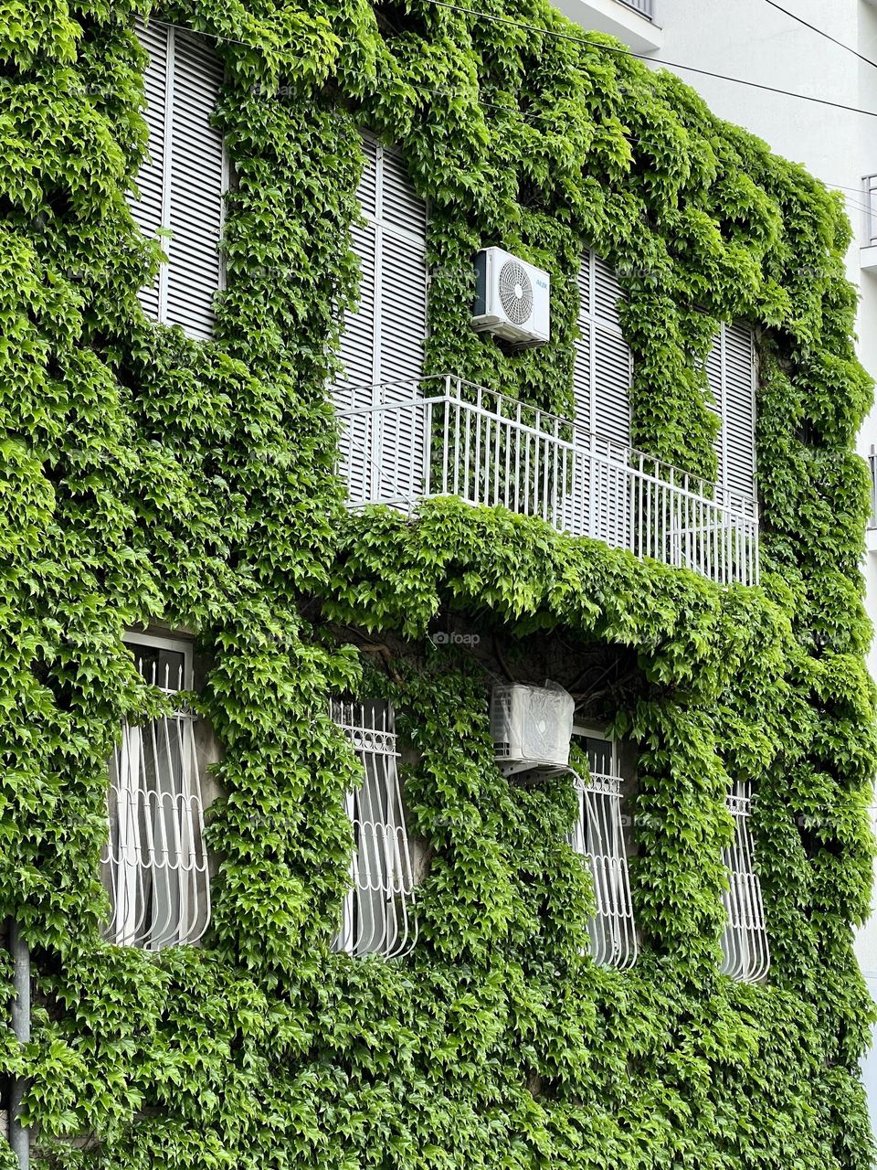 Building fully covered in ivy green plants