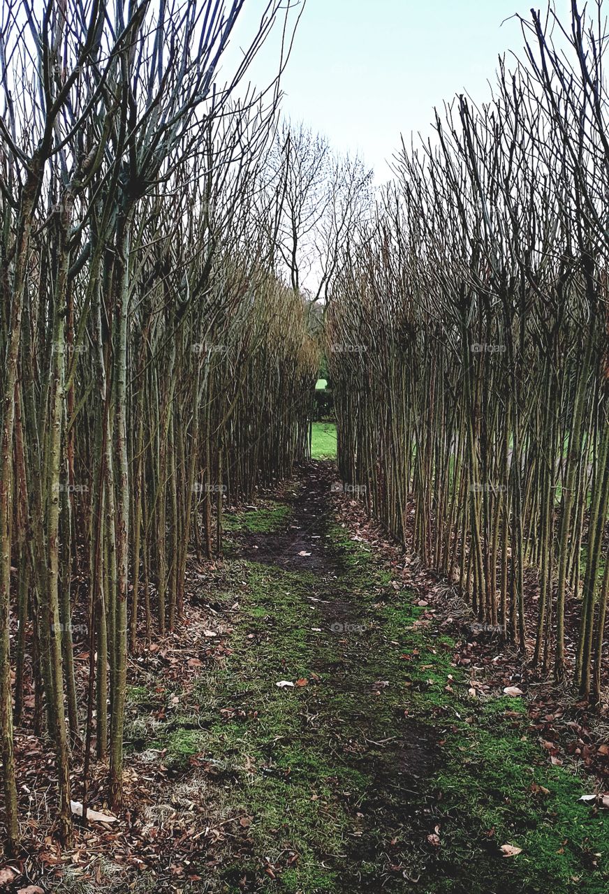 green at the end of the tunnel