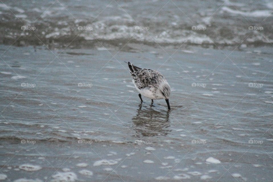 Ogunquit beach Maine 