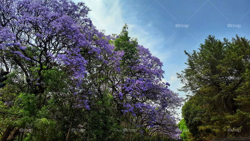 Purple trees,Purple,trees,spring,season,floral,park,nature,landscape, green,sky,colorful,jacaranda
