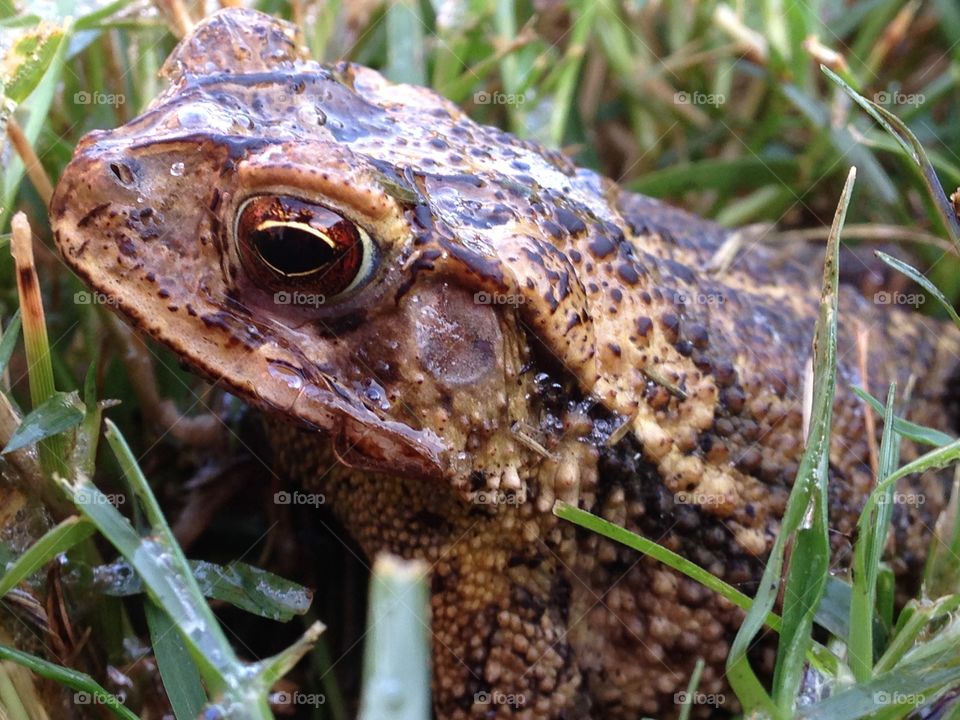 Texas toad. Toad found in Texas backyard