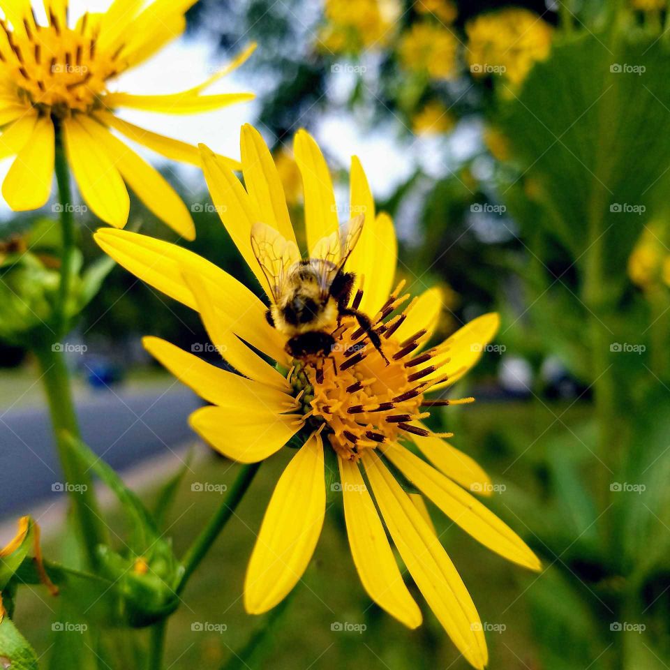 Bumblebee collecting pollen from  yellow flower
