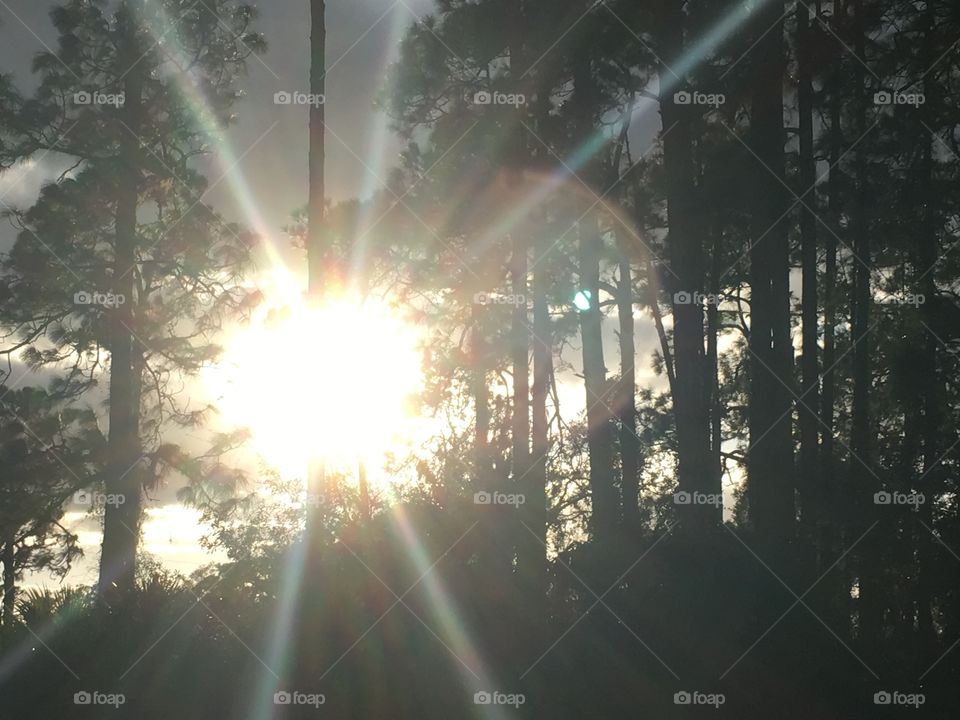 Sun behind the trees