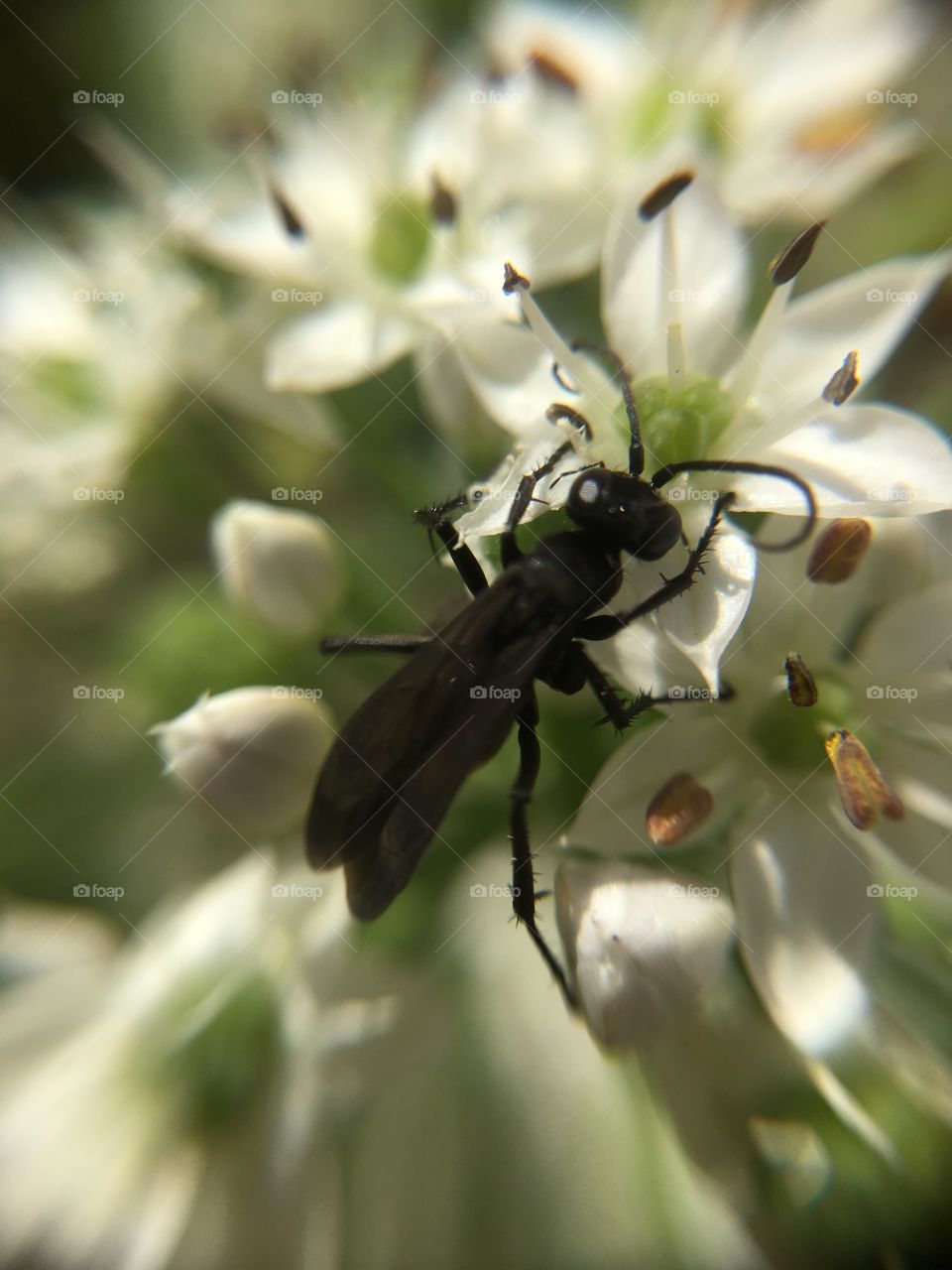 Black insect on cloves