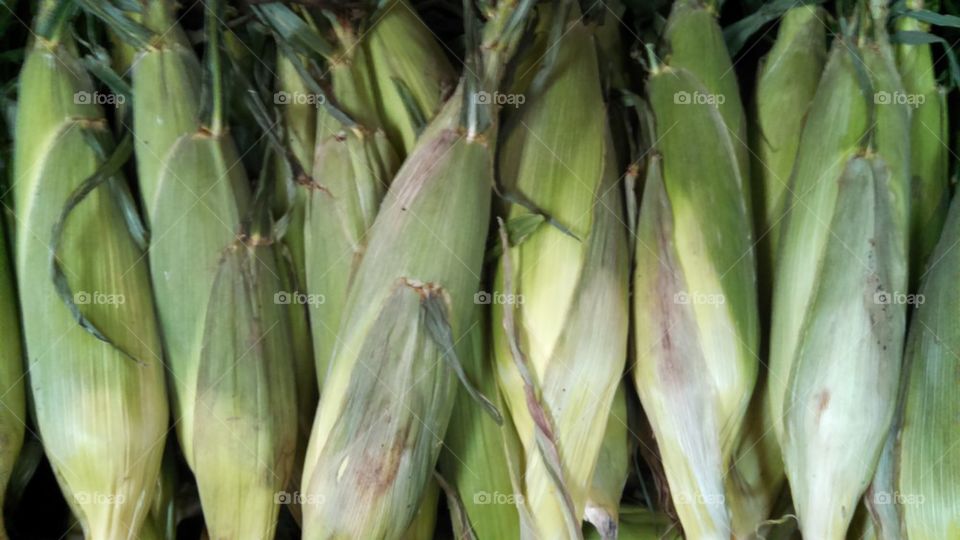 Fresh Corn