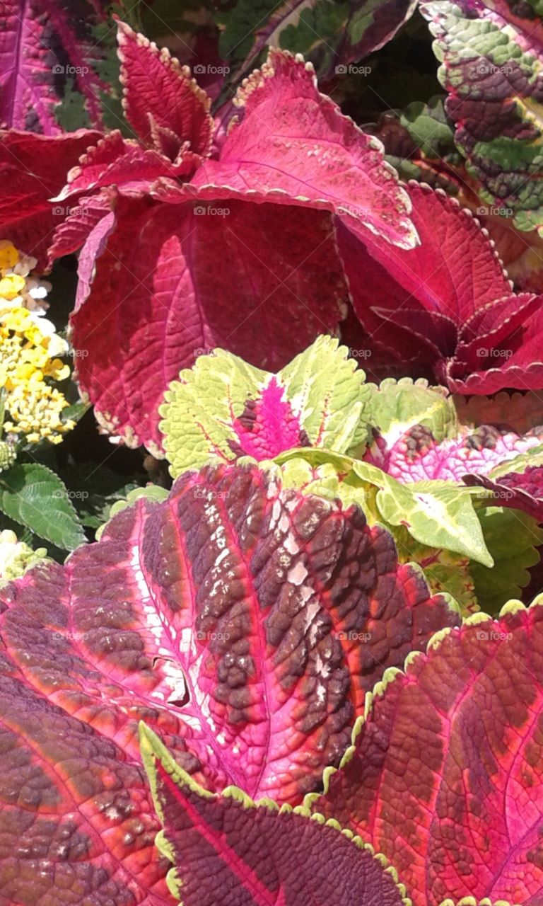 market pack Coleus. the Coleus leaves offered nice contrast and color