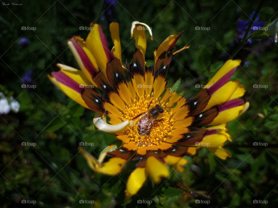 Abeja en Gazania