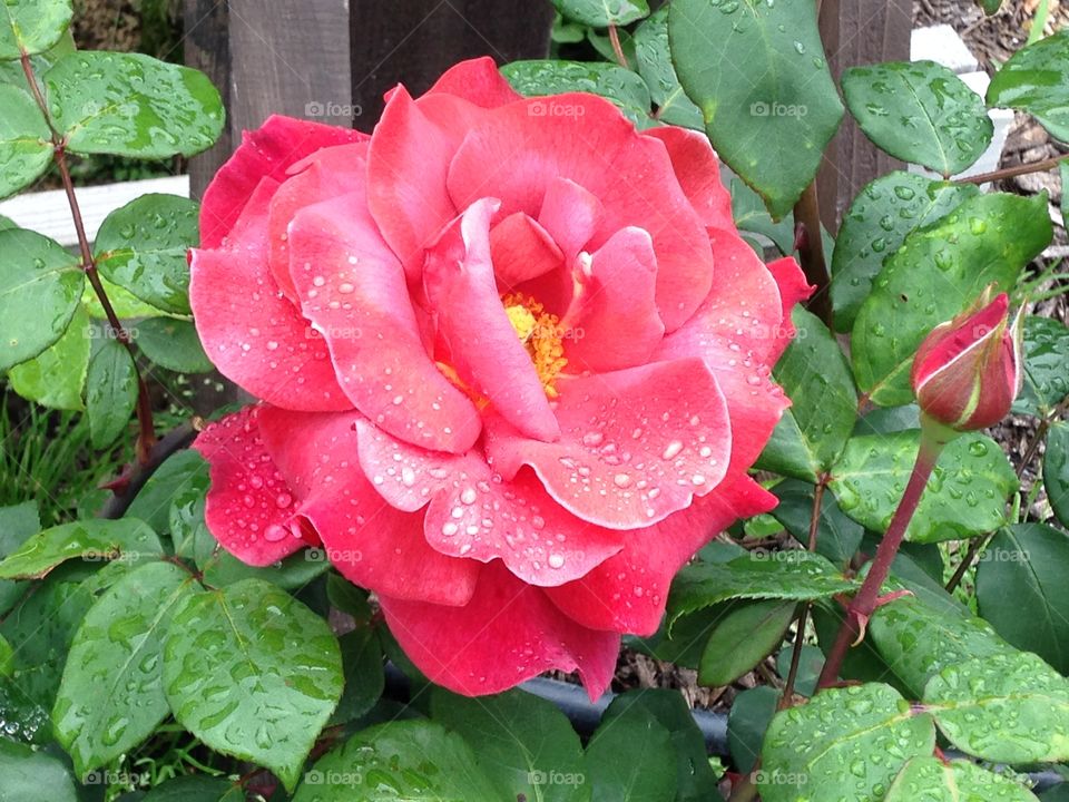 Rose in the rain