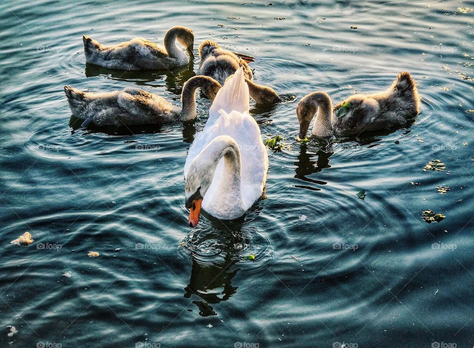 Swan's family