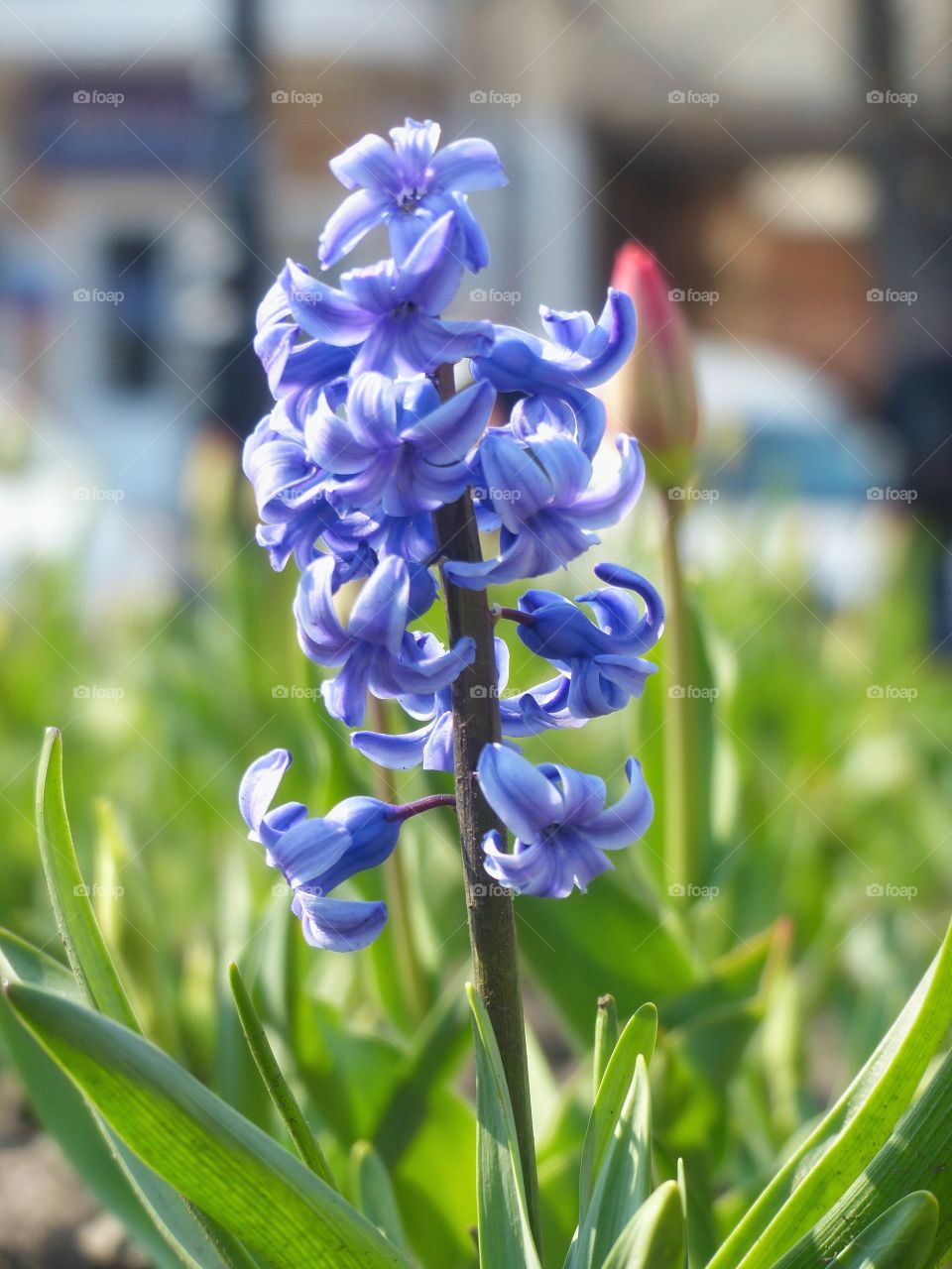 Beautiful blue flower