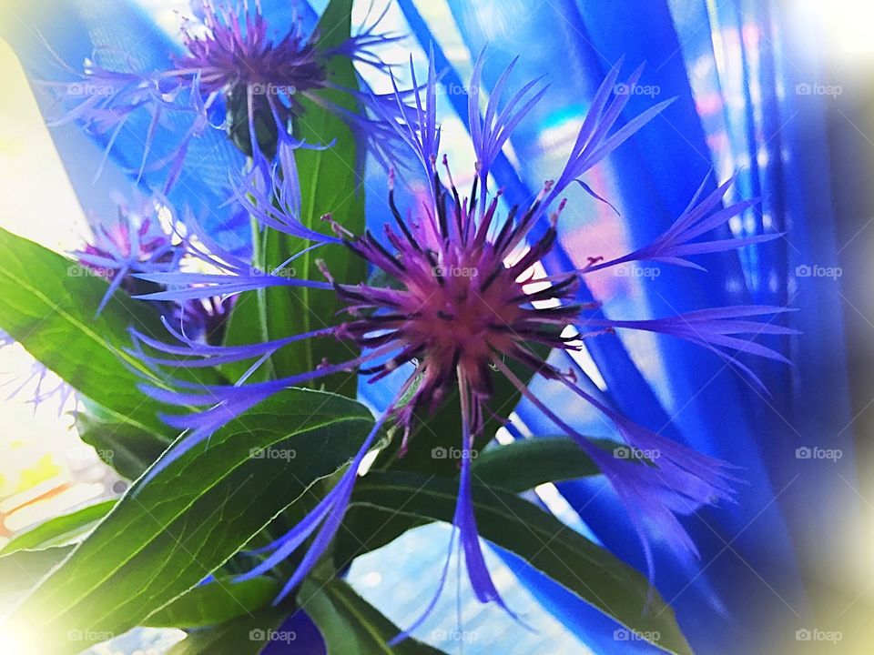 Blue cornflower 