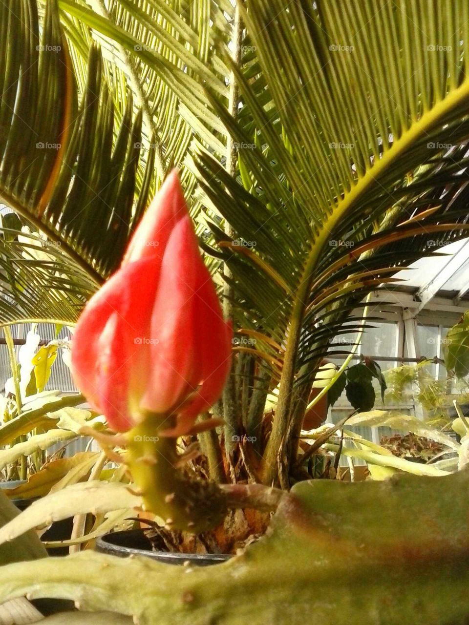 epi cactus flower bud
