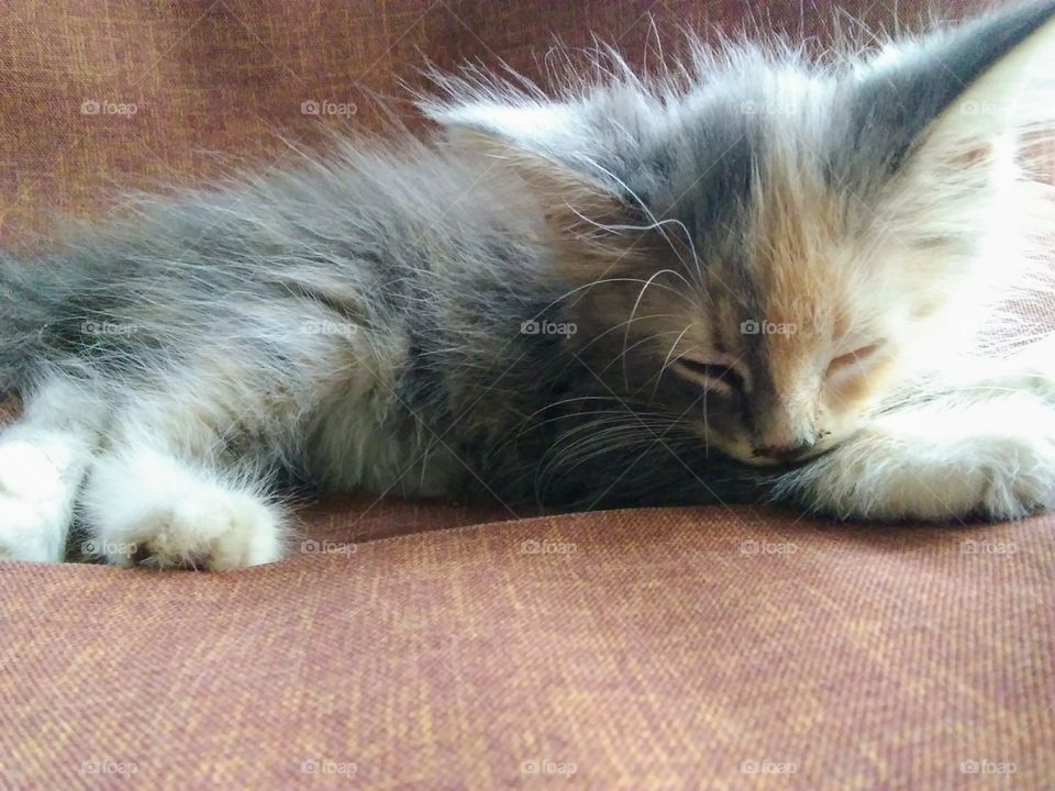 Porch Napping Kitten