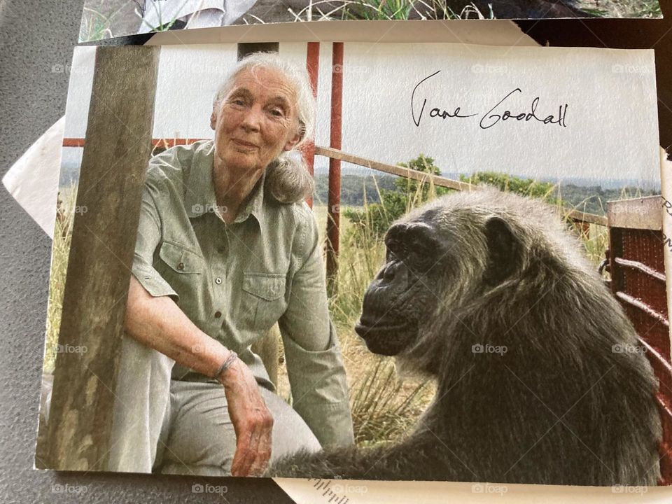 Autographed picture of Jane Goodall