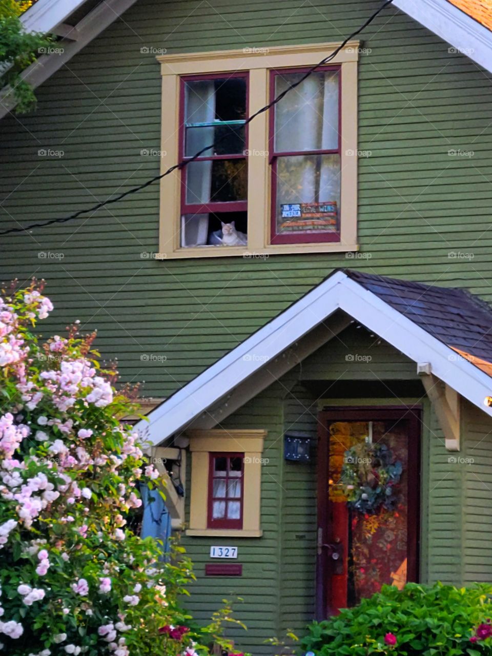 Little kitty in the window