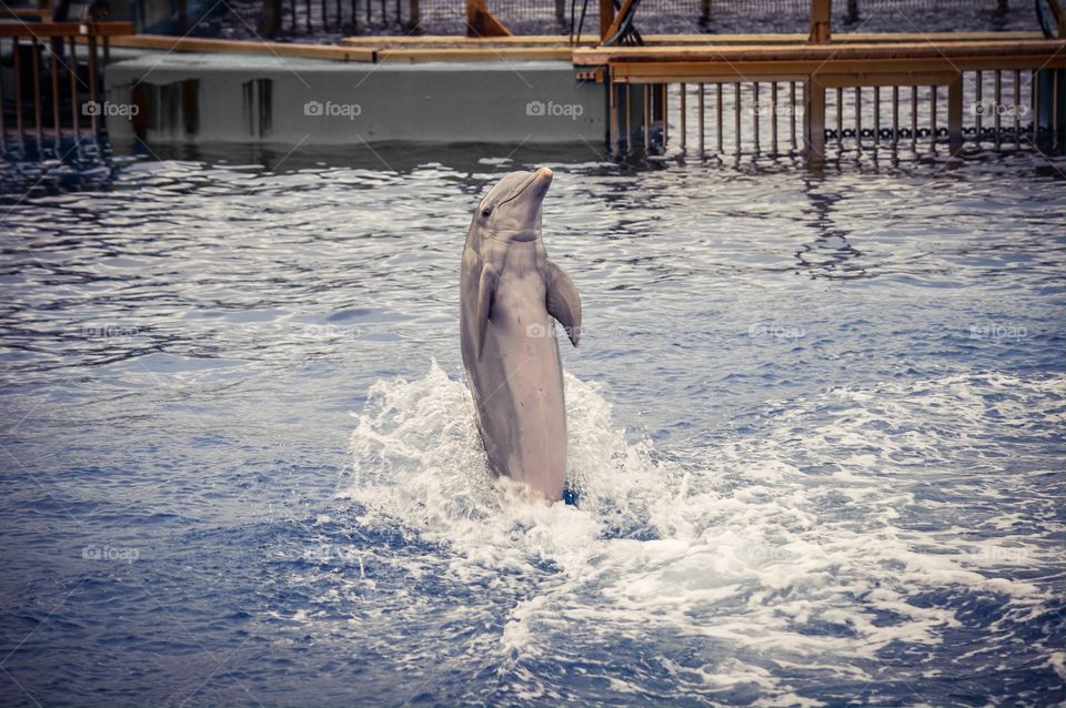 Dolphin balancing on tail