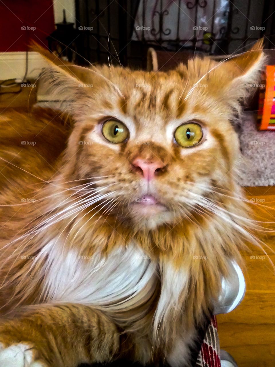 Maine coon