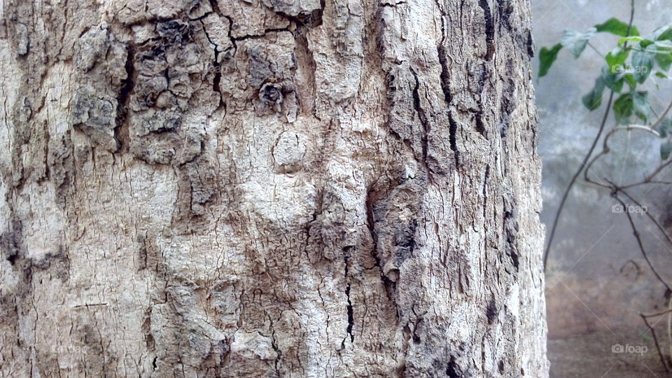 tree trunk close shot