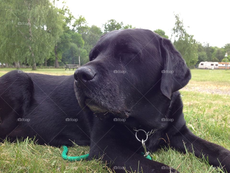 Enjoying nature. My beloved dog
30/01/2004 - 30/07/2015
You will be missed forever <3