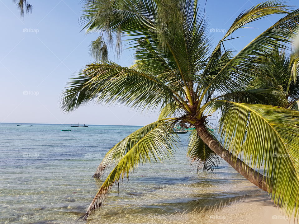 palm tree on the beach, phu quoc island, paradise, beautiful sunny day.