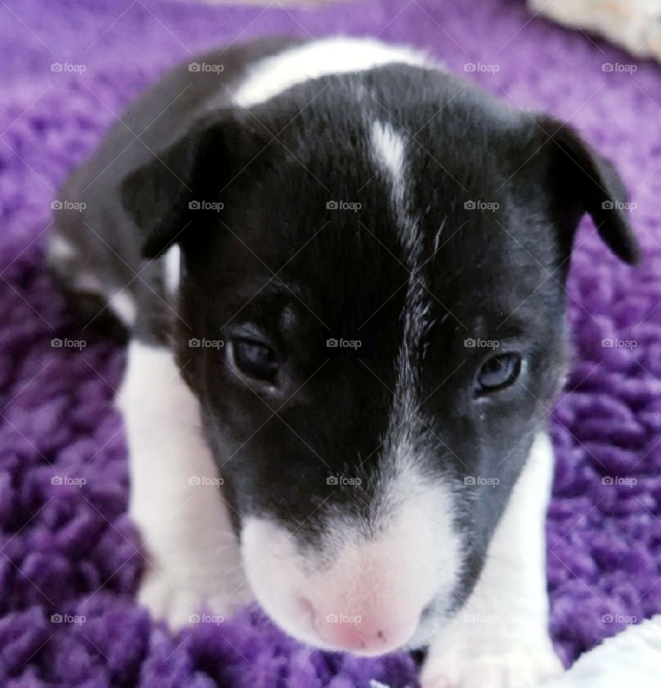 Black and white puppy on purple background