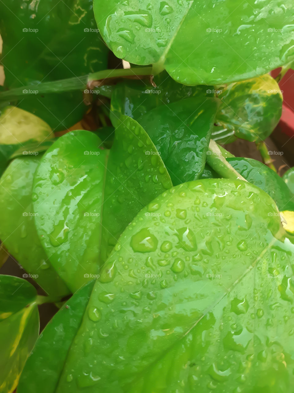 Money Plant Vadodara Gujarat India