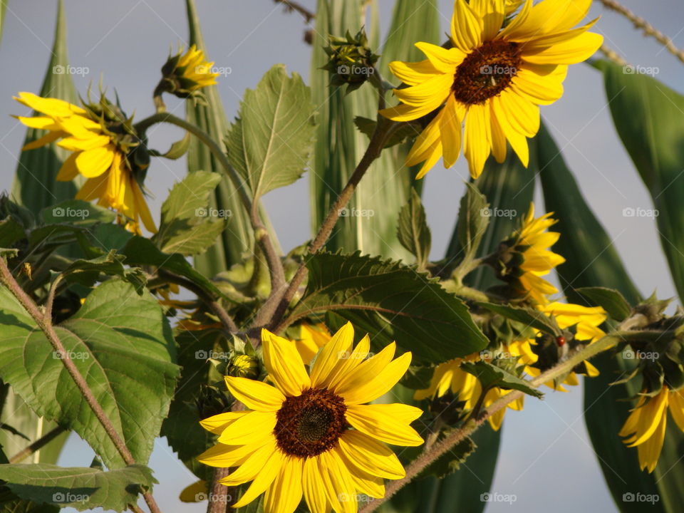 Yellow sunflowers