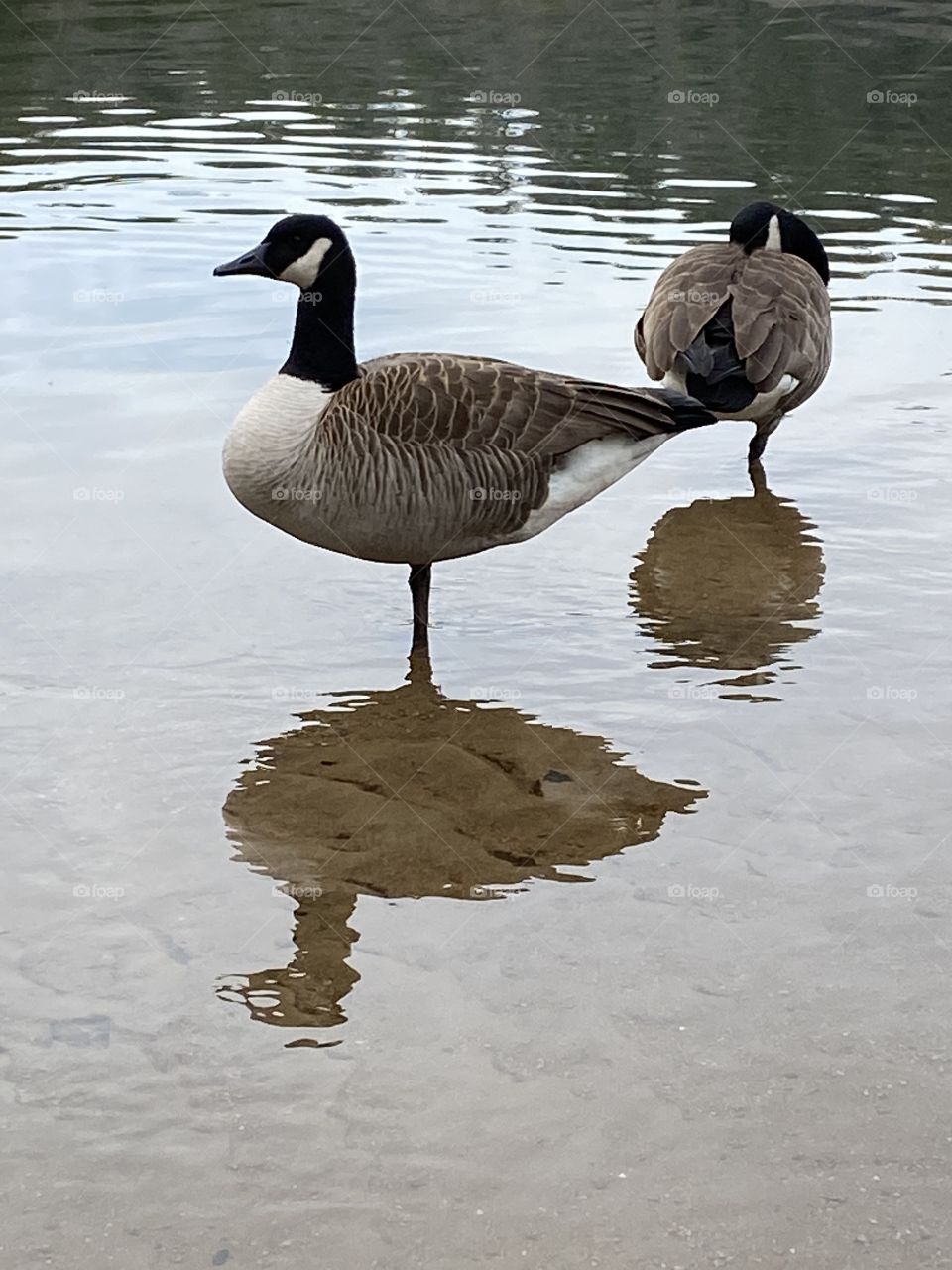 Geese