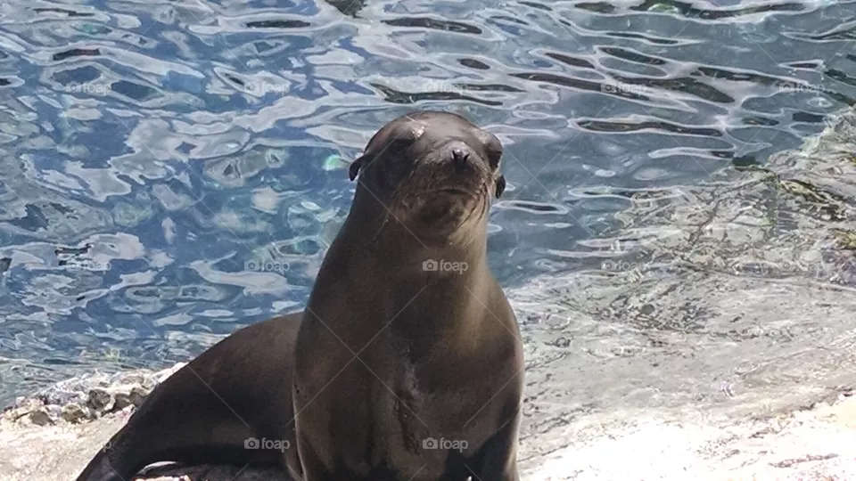 Seal