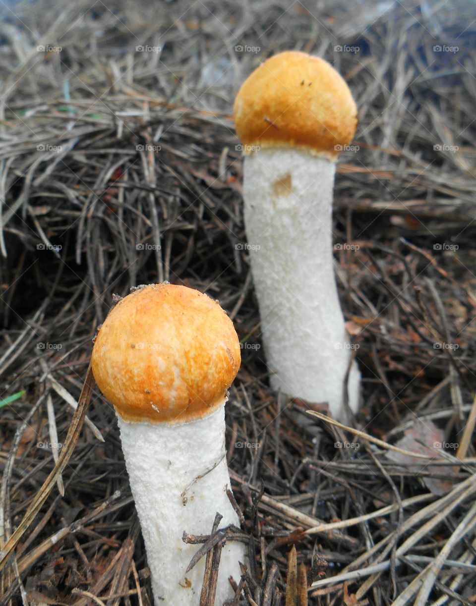 boletus in forest