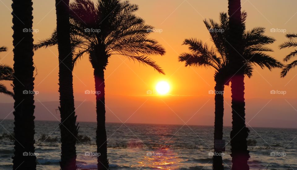Silhouette of palm trees at beach during sunset